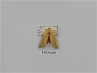 藏品(裂紋舟蛾)的圖片